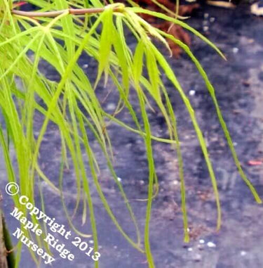 Acer palmatum 'Koto ito komachi' Thread Leaf Japanese Maple